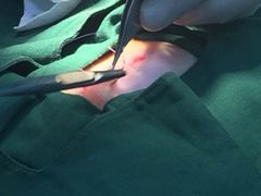 -瑞鹏宠物医院·爱宠堂·骨外专科(西荷分院)