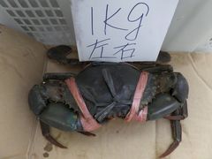 -龙海鲜螃蟹王(宏茂桥店)