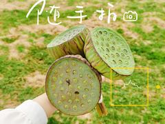 -莲花岛景区