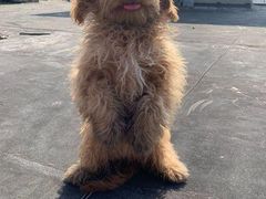 -北京恒爱动物医院(清景园分院)