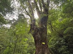-莫里热带雨林景区