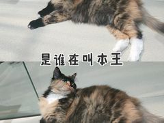 -藏猫猫咖啡主题馆(中央大道店)