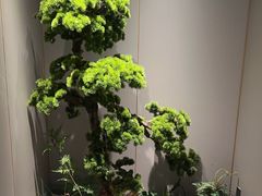 -阿五黄河大鲤鱼(海尚店)