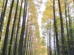 -山王坪喀斯特国家生态公园