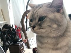 -平行世界·猫咖(首经贸店)