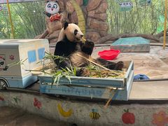 -广州长隆国际大马戏