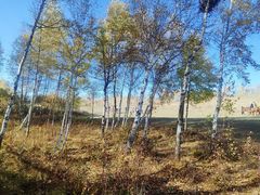 -塞罕坝国家级自然保护区