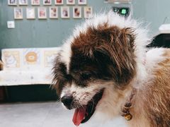 -严国平动物医院(德政总院)