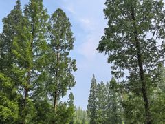 -黄海国家森林公园