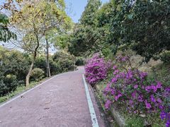 -大屏嶂森林公园