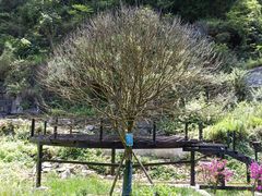 -高荡千年布依古寨旅游景区