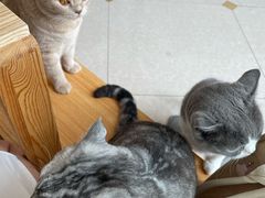 -Catmate·猫肥家润(金润铂宫店)