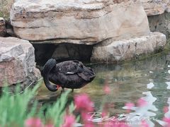 -静之湖度假区
