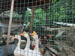 -大岭沟猕猴桃谷风景区