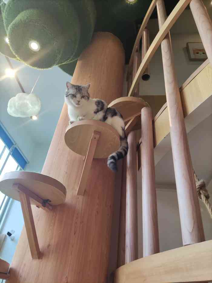 catier61猫公馆·猫咪咖啡(大学路店)-"猫咪可爱自然不用说了,这家