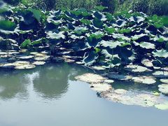 -美兰湖景区