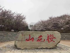 -樱花山风景区