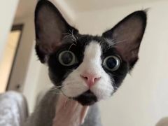 -山宅一喵德文卷毛猫舍