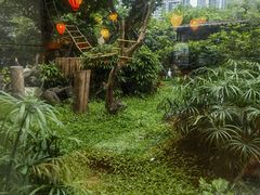 -熊猫自助餐厅.萌趣城堡(长隆熊猫酒店)