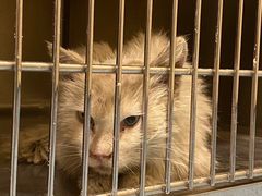 -萌兽医馆·犬猫专科·眼科中心·宠物医院(朝阳门分院)