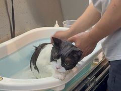 -PETKIT小佩宠物·低压洗护(国顺东路店)