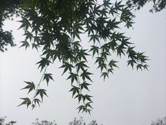 -杭州西湖风景名胜区-满觉陇四眼井