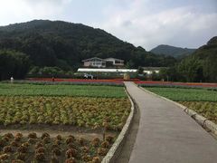 -广州市石门国家森林公园
