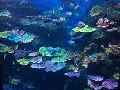-暹罗海洋世界