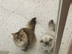 -猫域·湾主题猫咖·宠物吧(南坪城市广场店)
