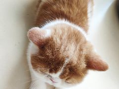 -飞行喵MR PILOT|猫舍·猫咖(静安大融城店)