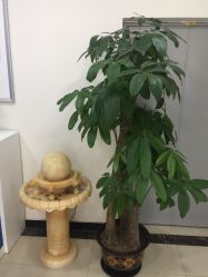 -赵大夫减肥