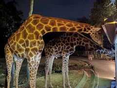 -清迈夜间动物园