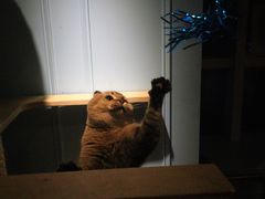-遇见羊驼·奶狗咖·布偶猫咖·法斗柯基柴犬阿拉斯加(春熙路太古里IFS店)