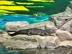 -上海海洋水族馆