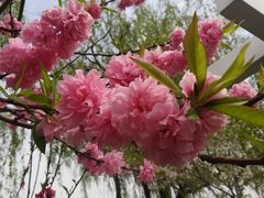 -南汇水蜜桃采摘(大团店)