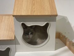 -喵喵咪呀布偶猫咖(春熙路店)