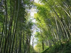 -西湖风景区十里琅珰-五云山