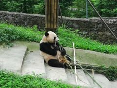 -都江堰中华大熊猫苑
