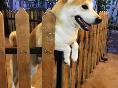 -柴犬高等学院·狗咖·柴犬售卖·宠物训练