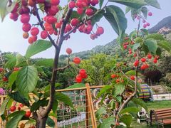 -百果山乐享果玩