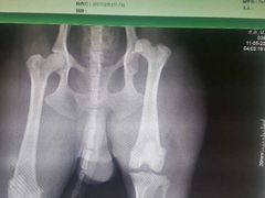 -瑞鹏宠物医院·爱宠堂·骨外专科(西荷分院)