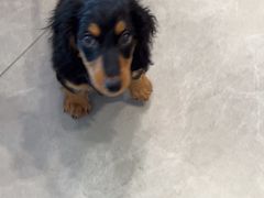 -伟伟宠物医院·CT影像中心·瑞派犬猫综合性门诊(汉口总院)