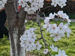 -高东镇樱花园