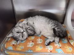 -芭比堂动物医院·犬猫全科·异宠专科(雁塔分院)