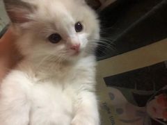 -宠颐生·恒爱宠物医院(静海店)