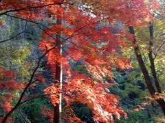 -天女山森林公园