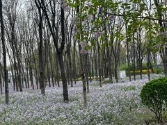-将府公园