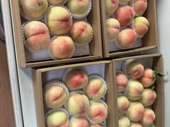 -南汇新场正宗水蜜桃采摘