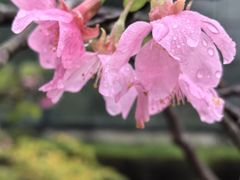 -中国科学院华南植物园