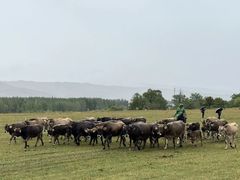 -新疆那拉提国家旅游度假区